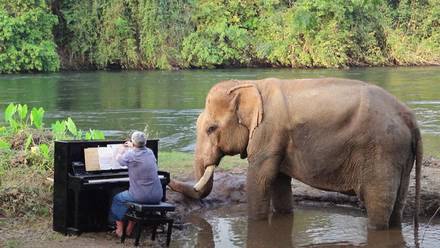 VIDEO: Un elefante rescatado goza de la sonata de Beethoven que un pianista toca para él junto a un río en Tailandia